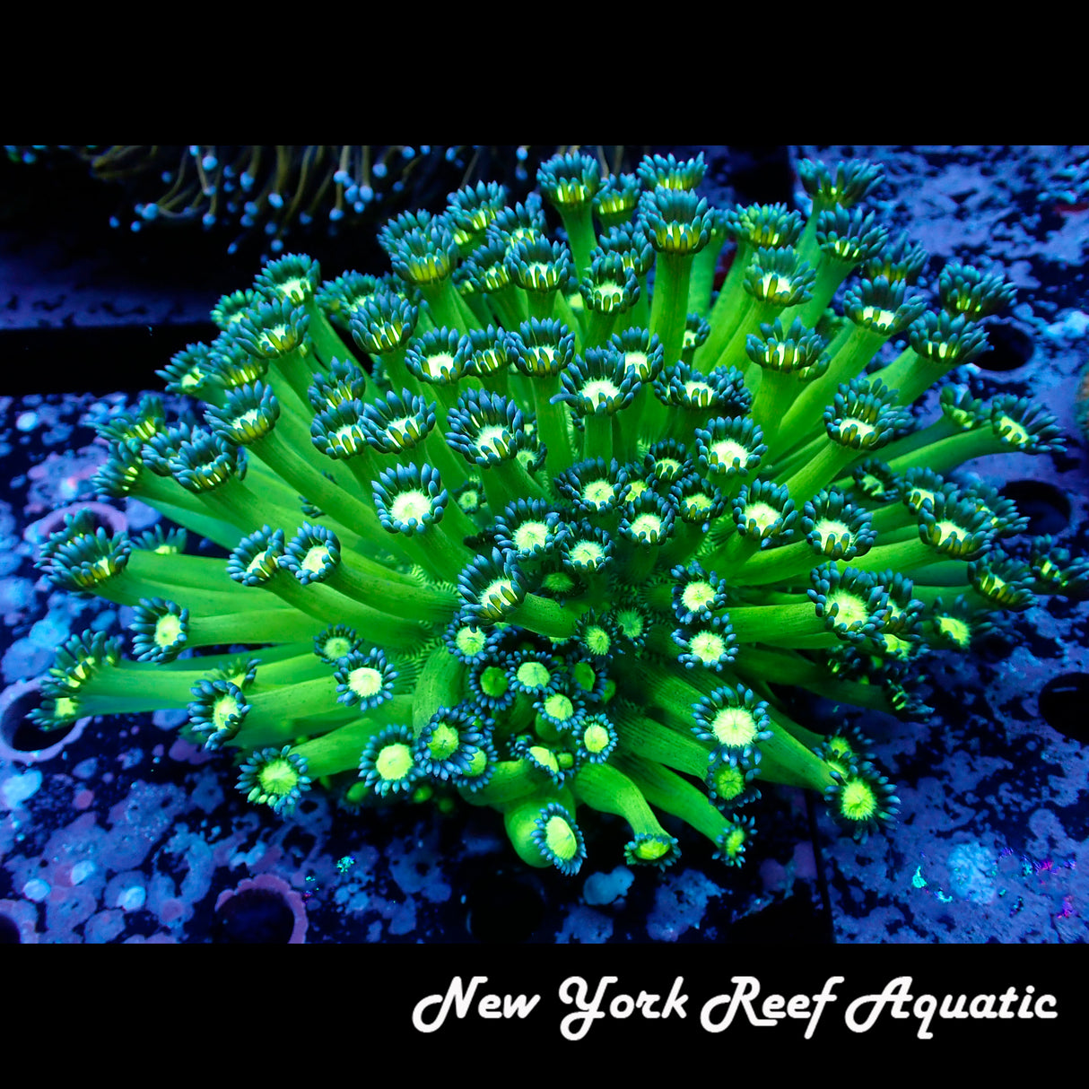 WYSIWYG Blue Tip Goniopora Colony