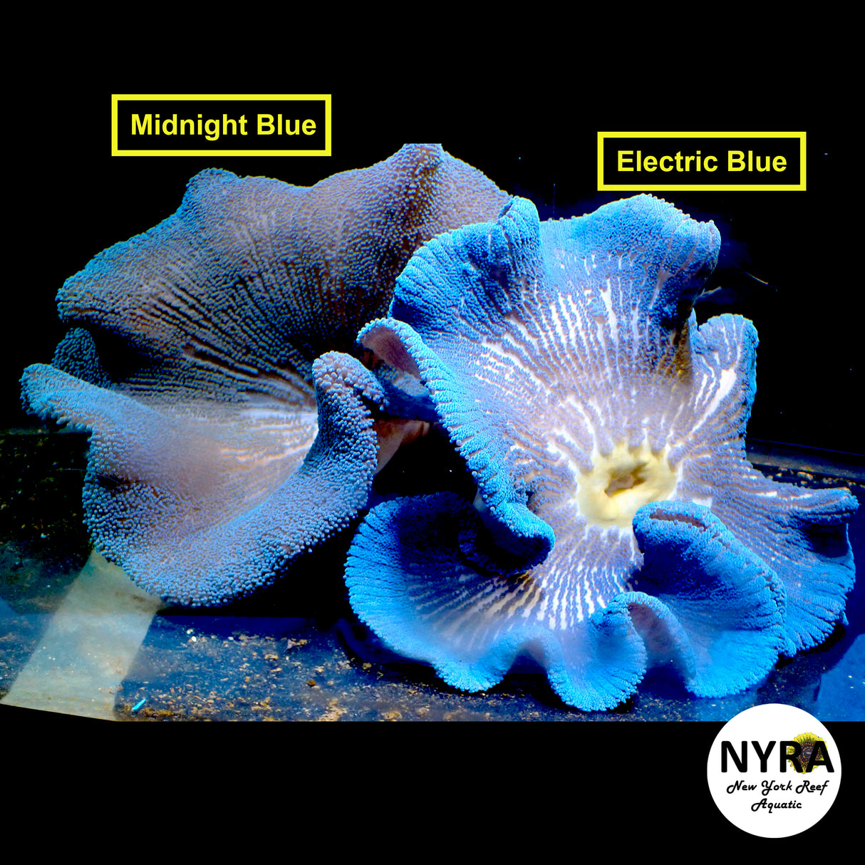Midnight Blue Carpet Anemone 15in