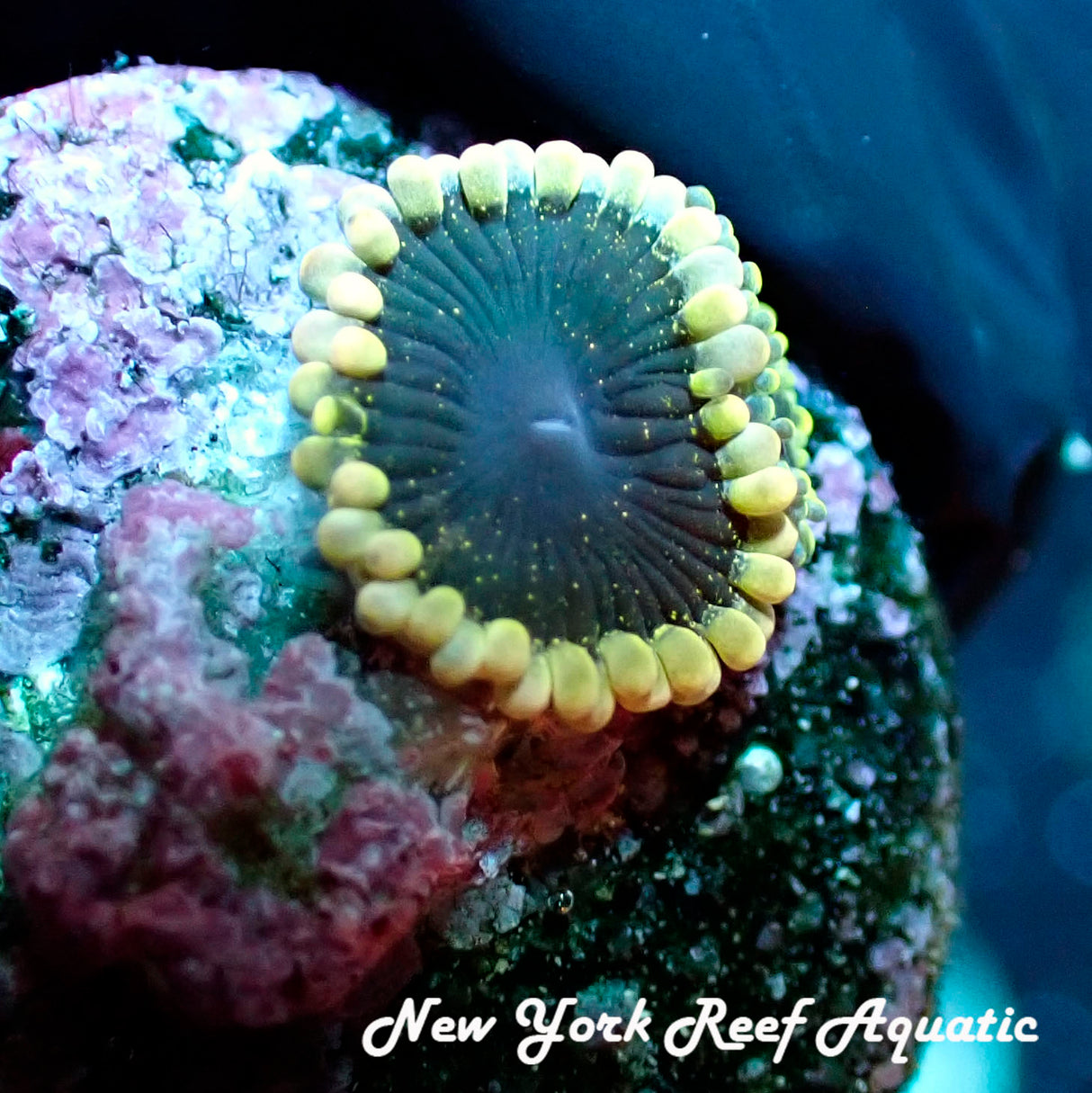 Mesosphere Zoanthid