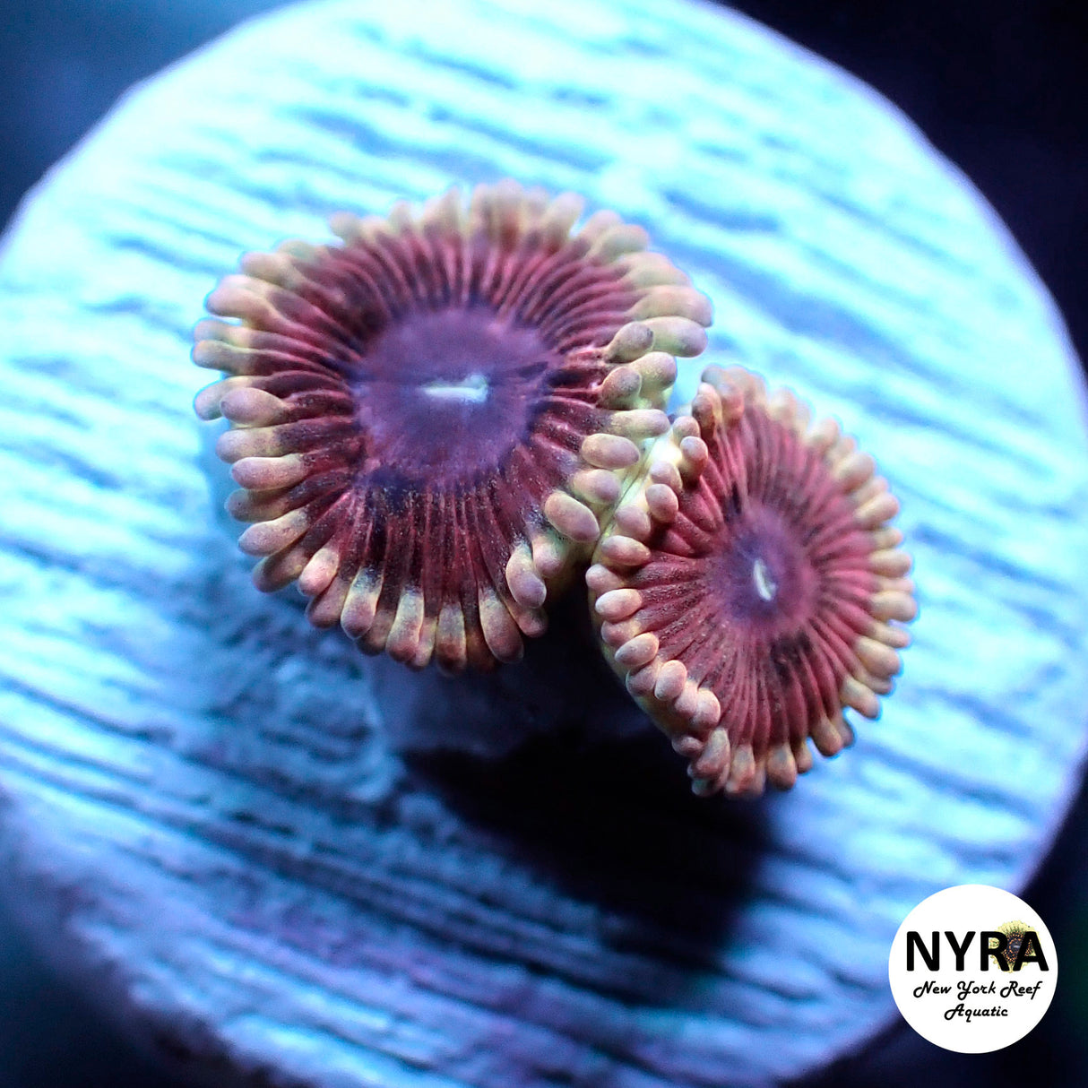 NYRA FinerWine Zoanthid