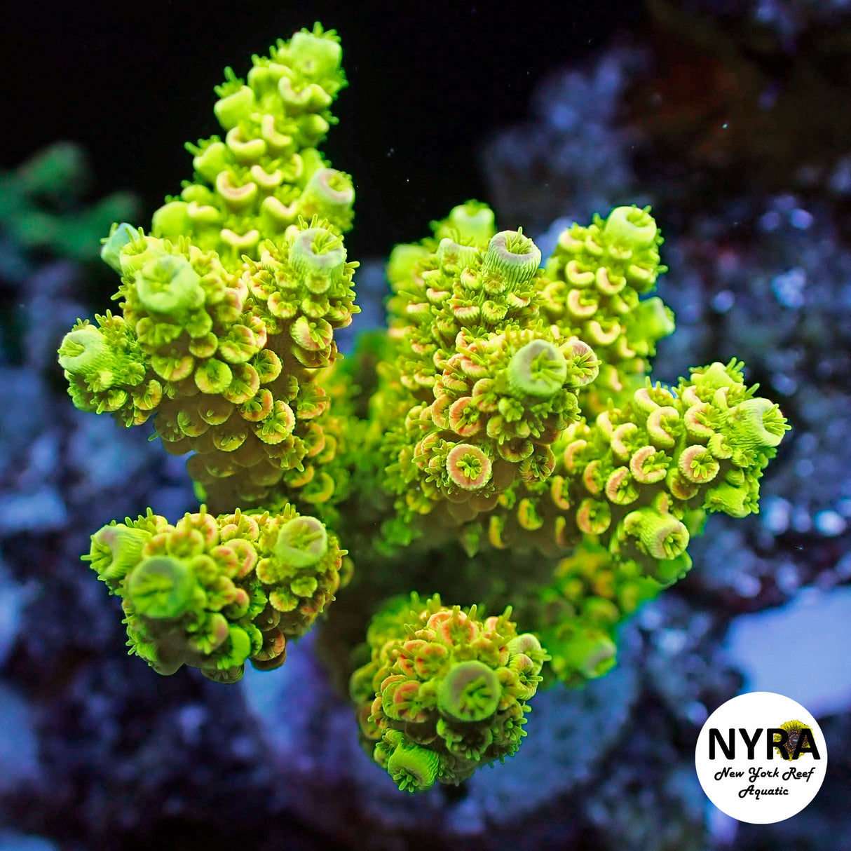 NYRA GodLighting Acropora