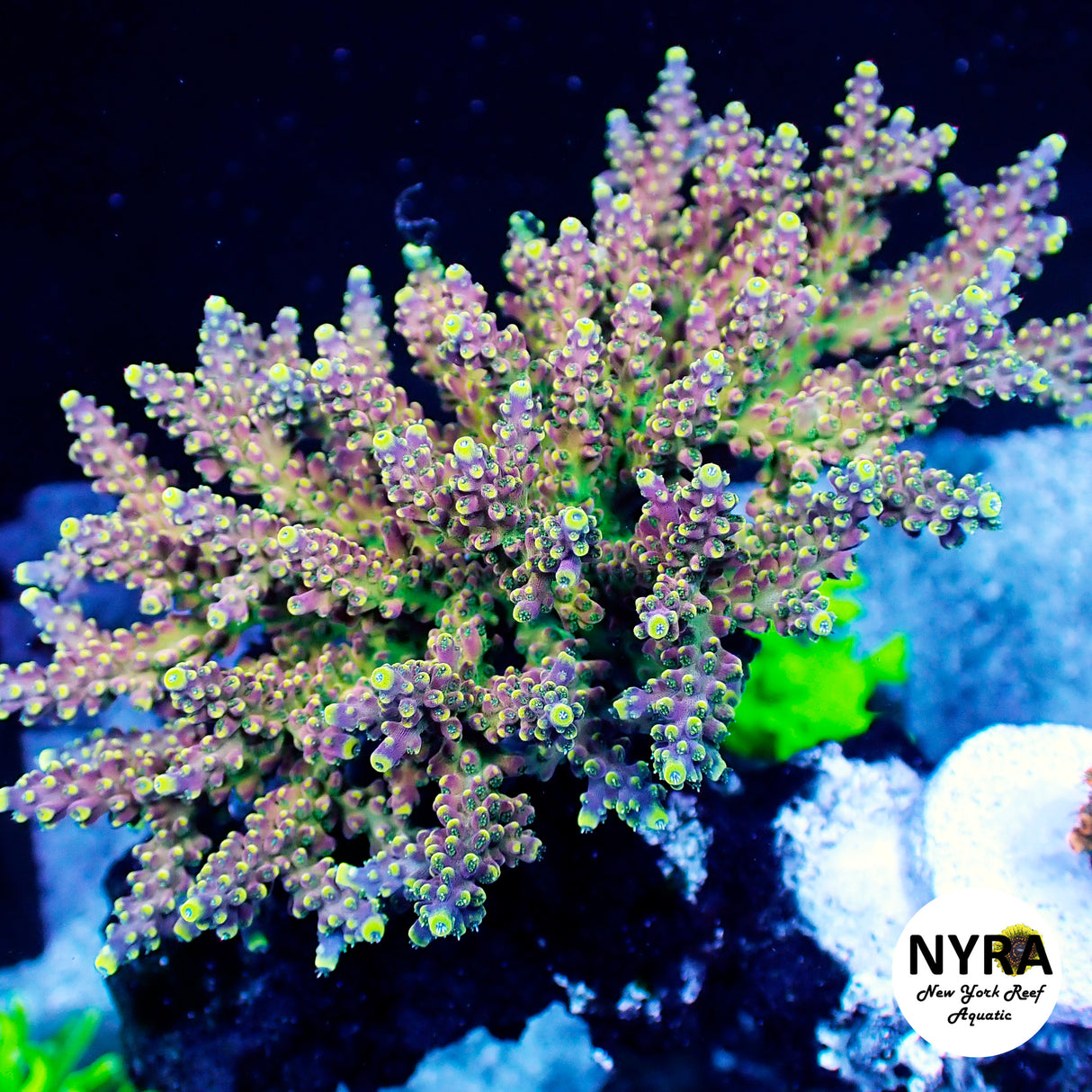 OG RRC Pink Cadillac Acropora