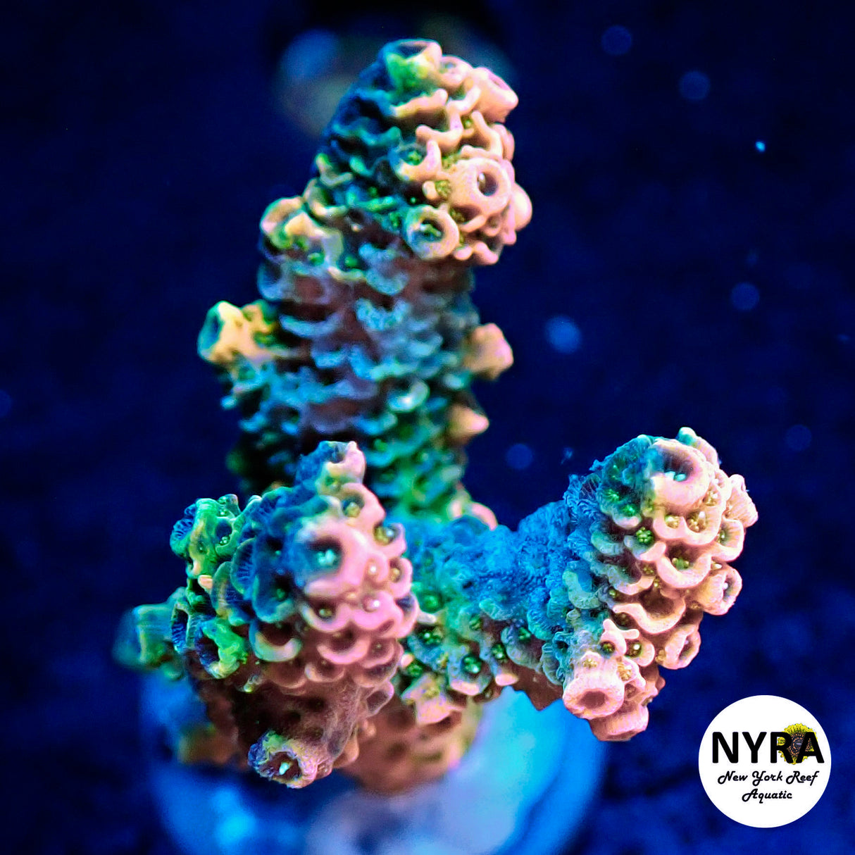 NYRA Wild Fire Acropora