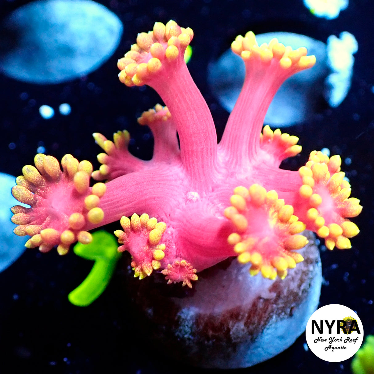 NYRA Supercyber Goniopora