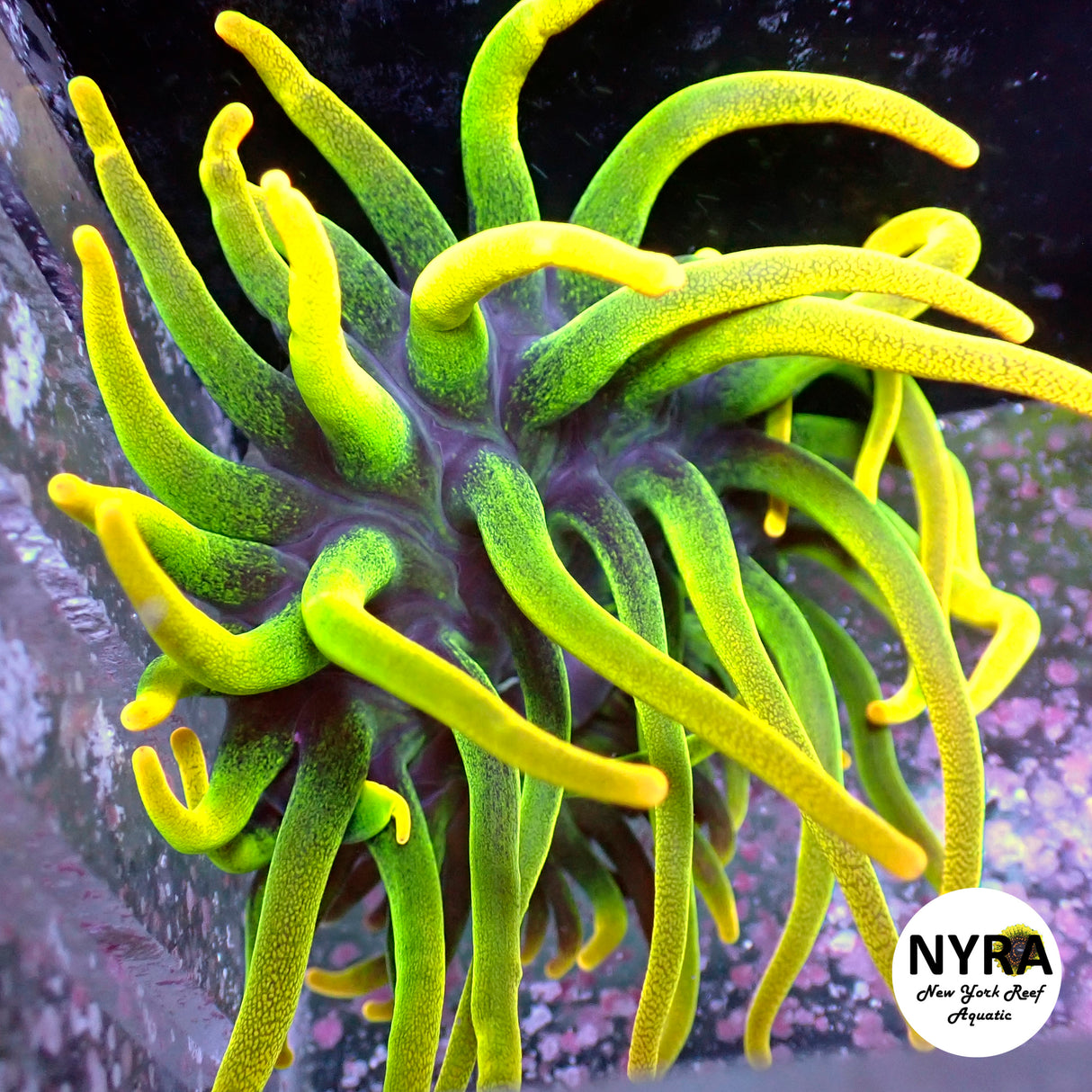 OG Chicago Sunburst Anemone Yellow Phase