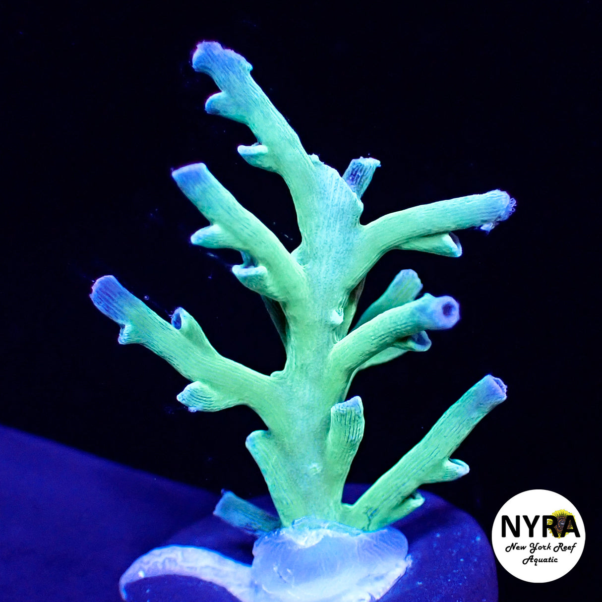 NYRA Green Skin Boogieman Acropora