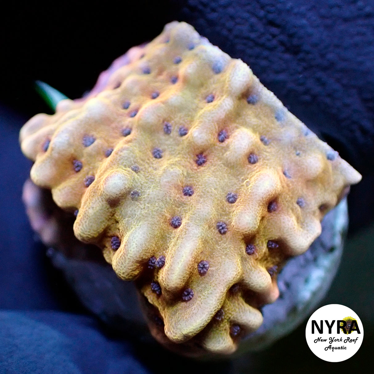 NYRA Phoenix Montipora