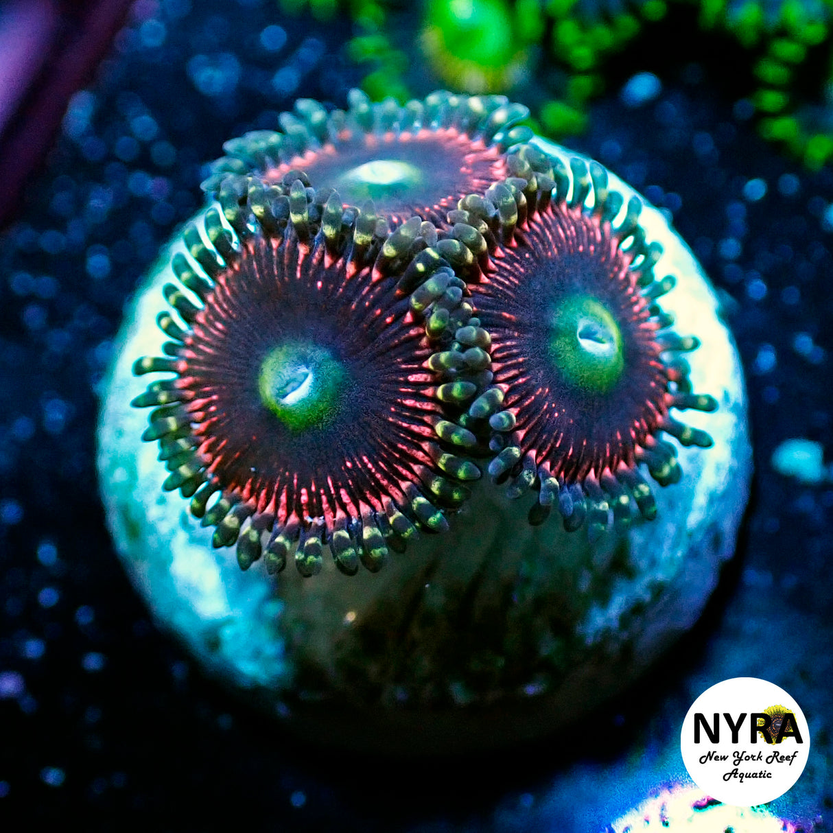 NYRA Princess Peach Zoanthid