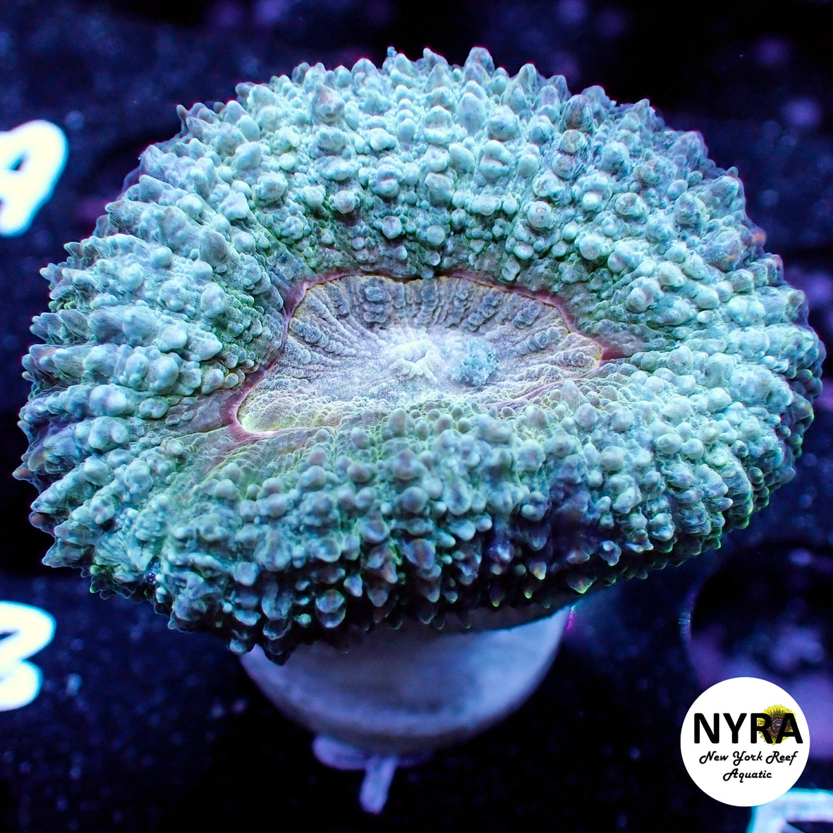 NYRA Artic Blast Lobo