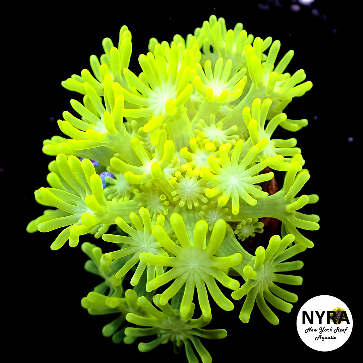 NYRA Limelight Alveopora