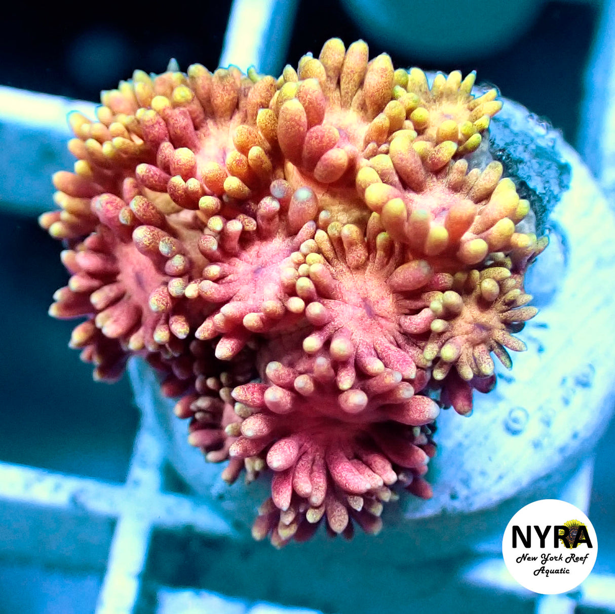 NYRA Bombay Fire Goniopora