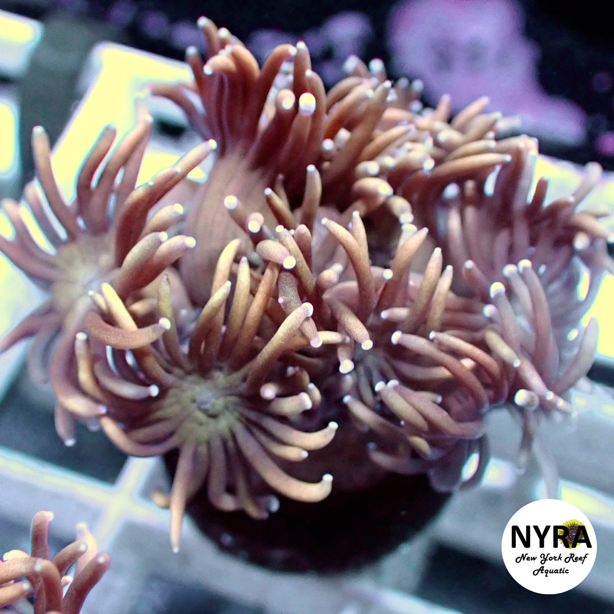 NYRA Blush Bomb Goniopora