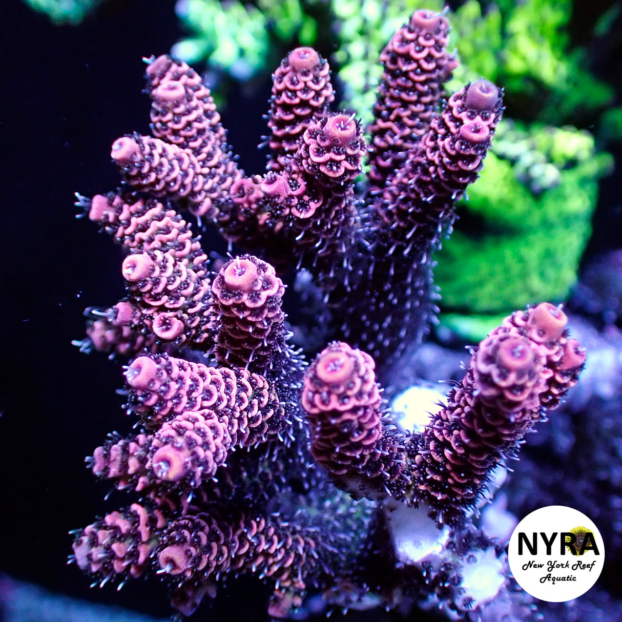 NYRA SpeedRacer Acropora (R23)