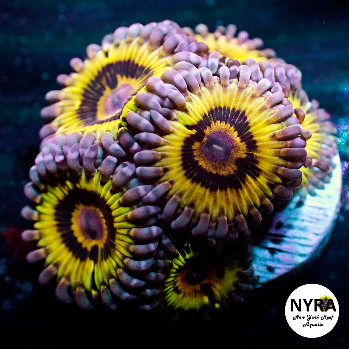 NYRA OG Stratocaster Zoanthid