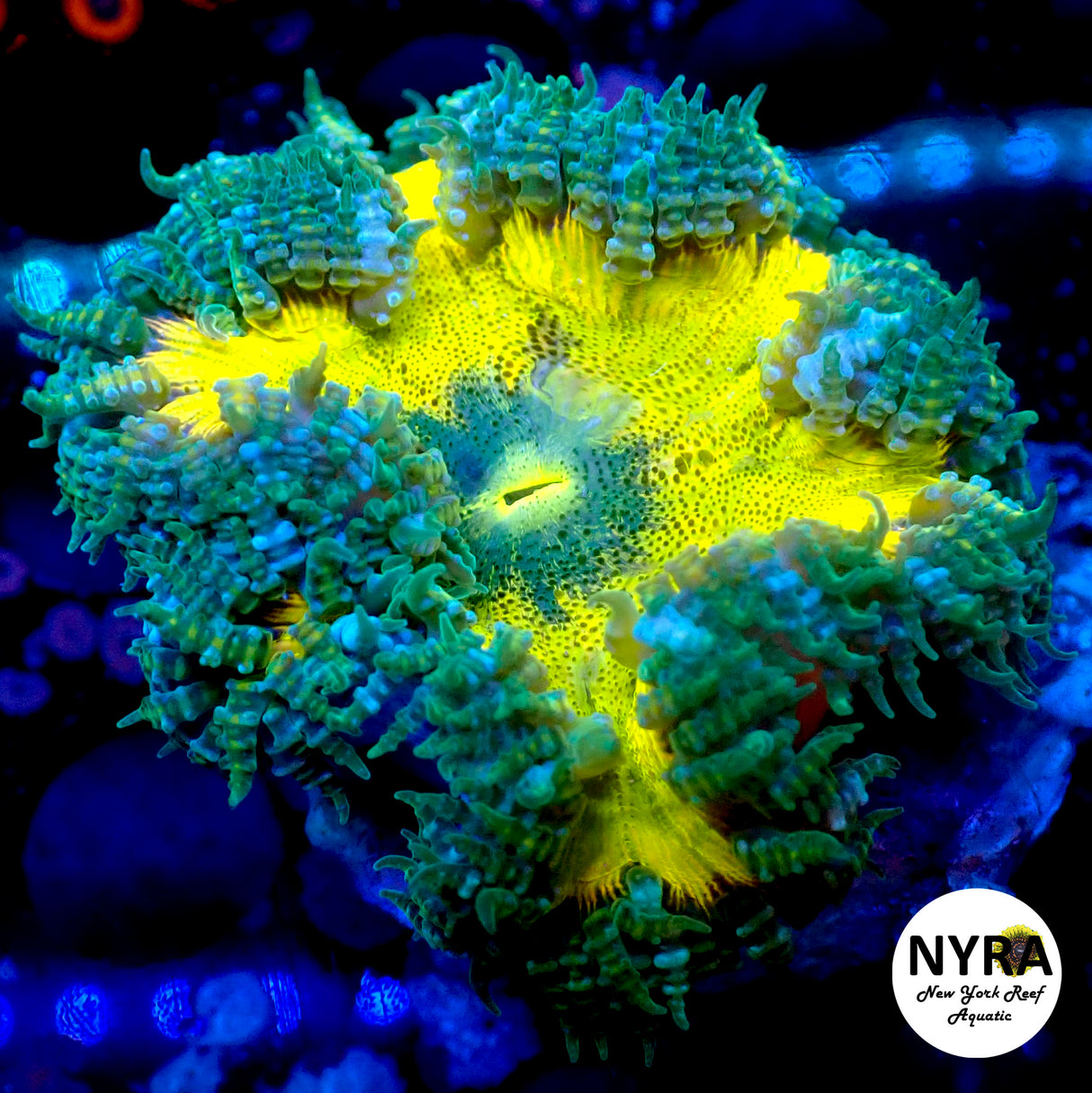 NYRA Yellow Banana Rock Flower Anemoe L Size version