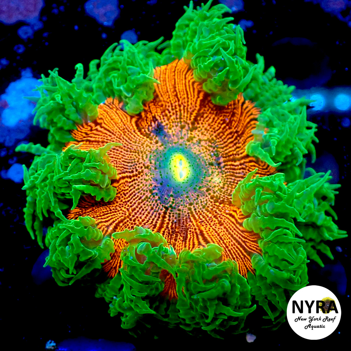 NYRA Watermelon Rock Flower Anemone L Size version