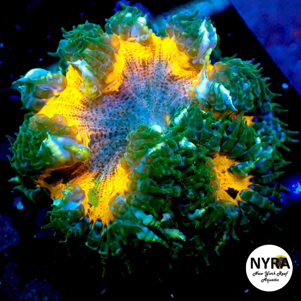 NYRA Orange Fizzy Rock Flower Anemone L Size version