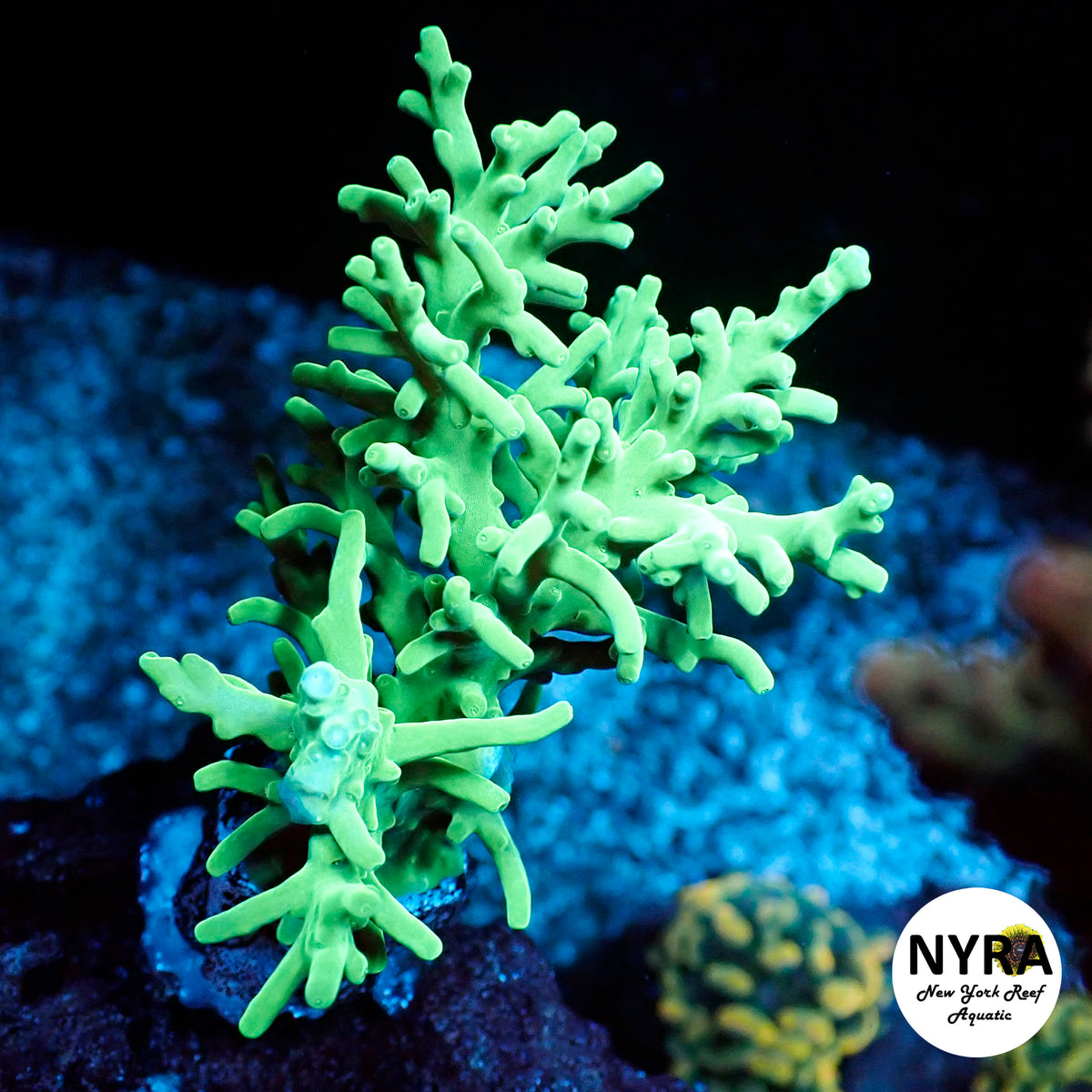 (L12) NYRA Limonada Acropora