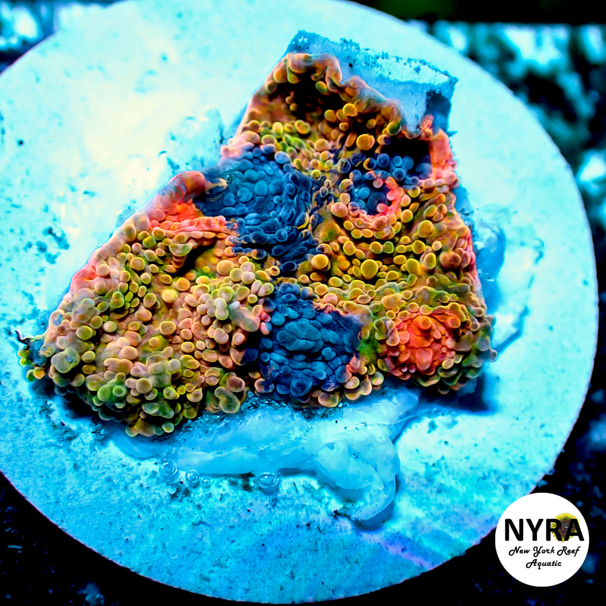 OG Crayola Meltdown Chalice Frag #2