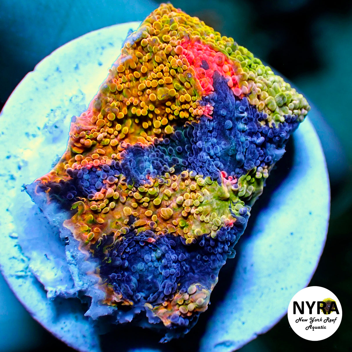 OG Crayola Meltdown Chalice Frag