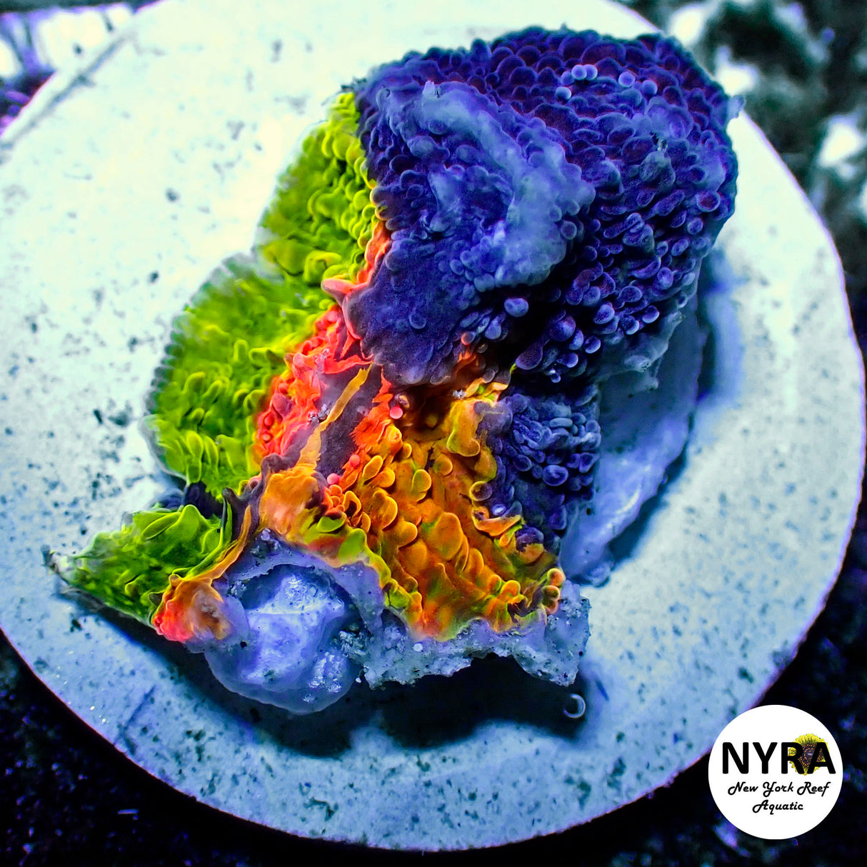 OG Crayola Meltdown Chalice Frag #3