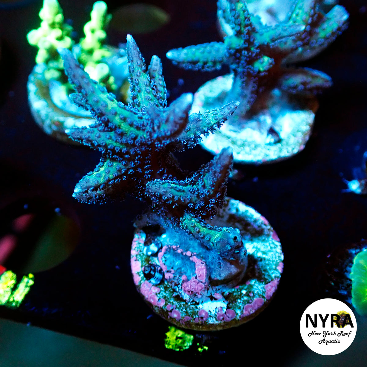 (R19) Birdsnest Acropora