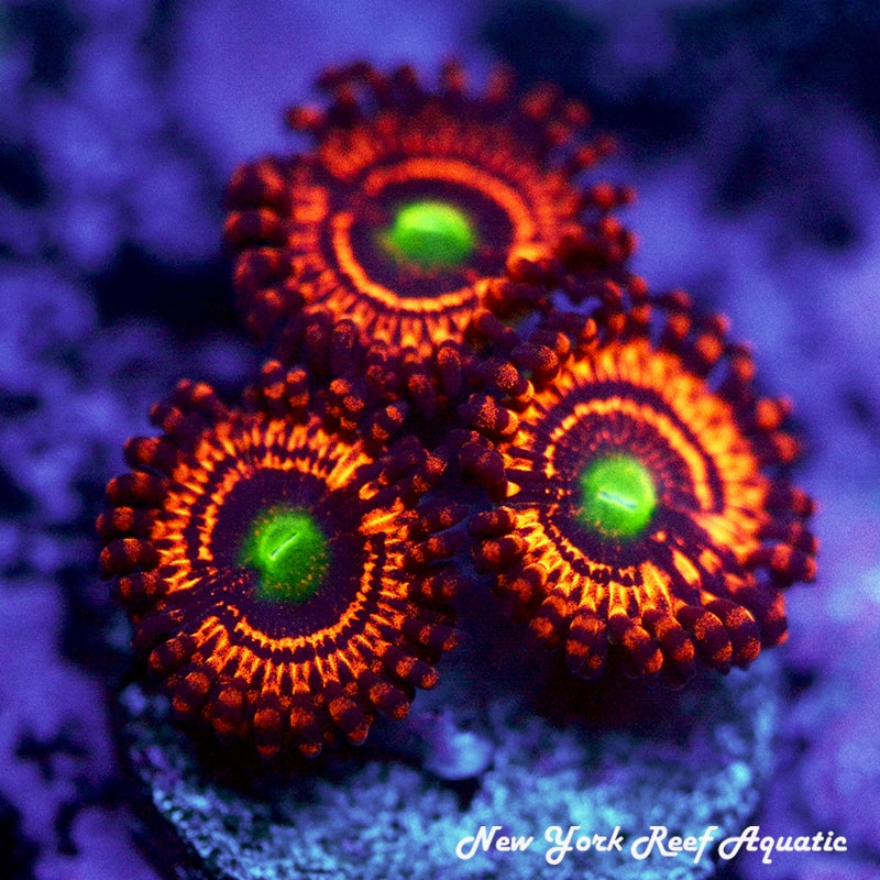 NYRA Neverbeast Zoanthids 3 Polyp Frag