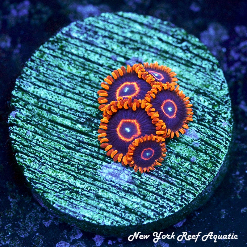 Spitfire Zoa 2-Polyp Frag – Live Marine Coral, Beginner-Friendly, Free Shipping Over $85