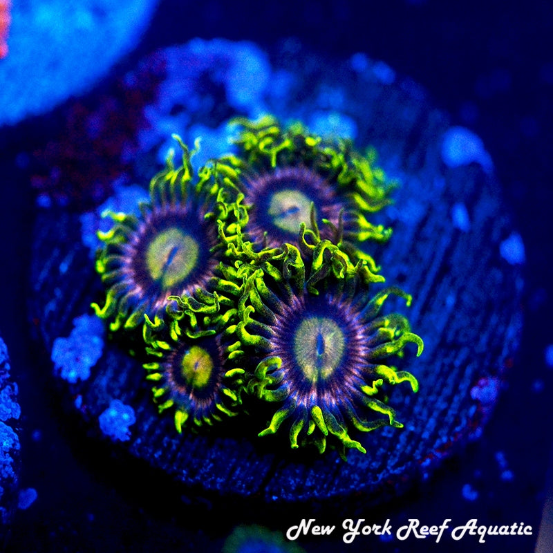 Lemon Laser Zoanthids 4-7 Polyp Frag