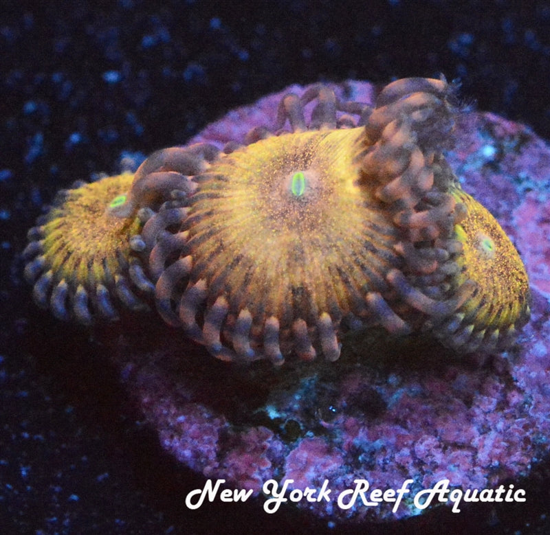 NYRA Pink Panther Zoanthid 2 Polyp Frag