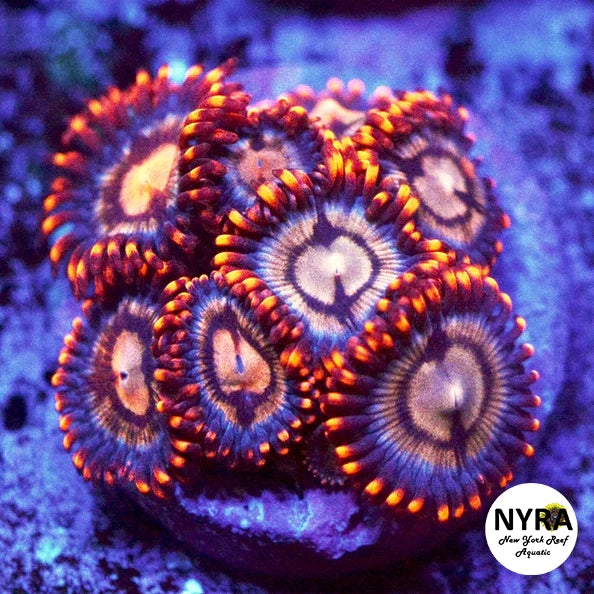 Angry Bird Zoanthids