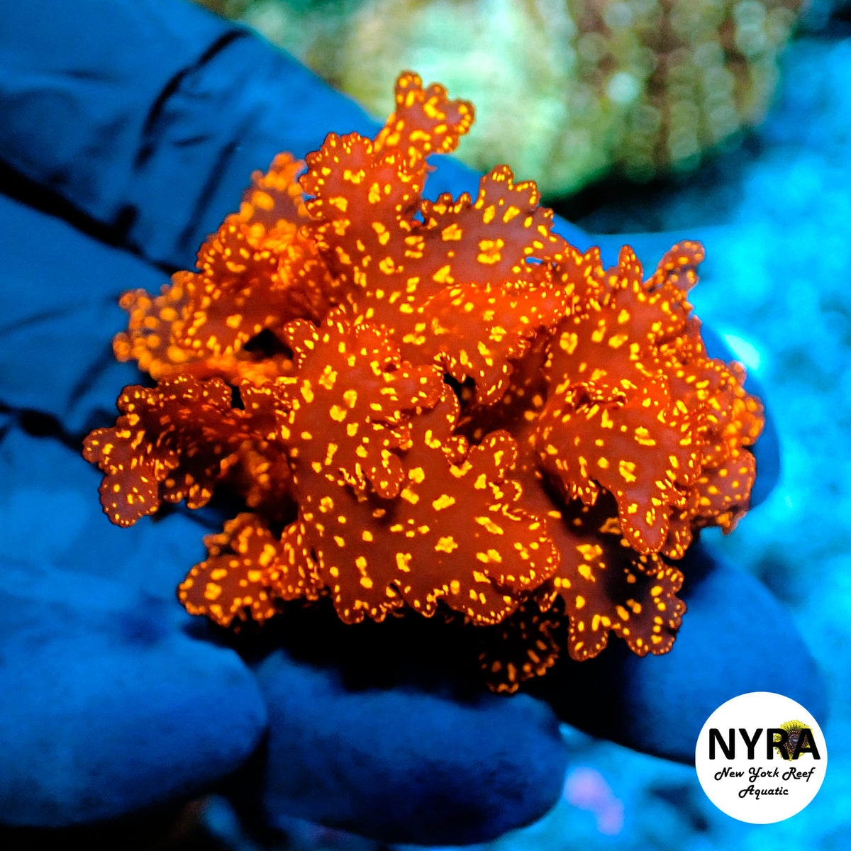 Atomic Broccoli Macro Algae