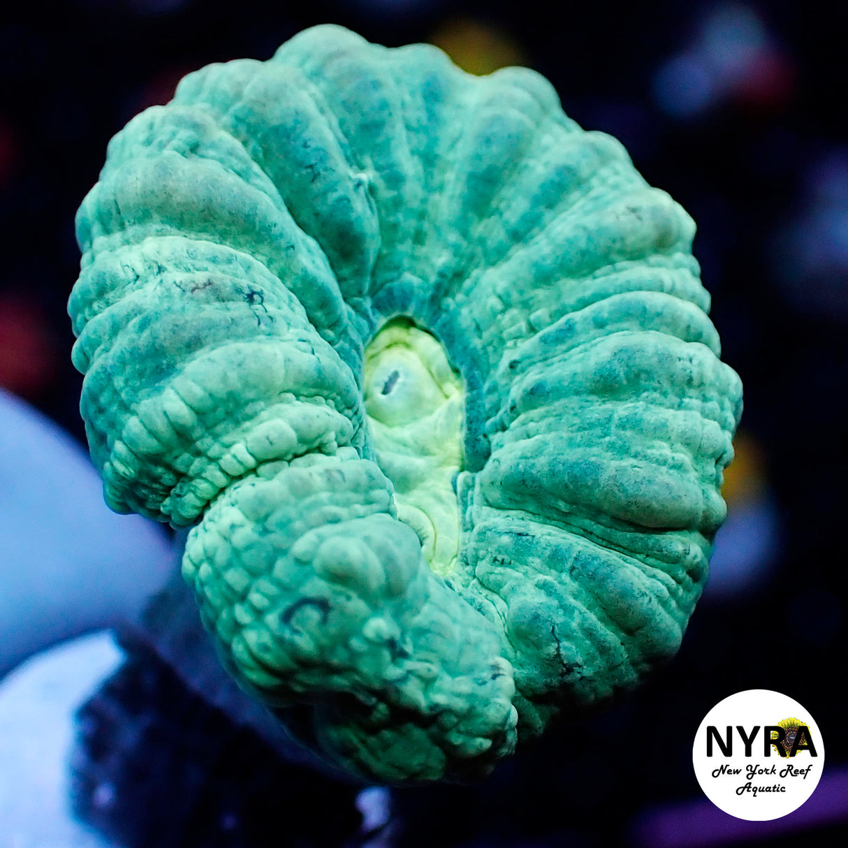 Aussie Light Green Candy Cane