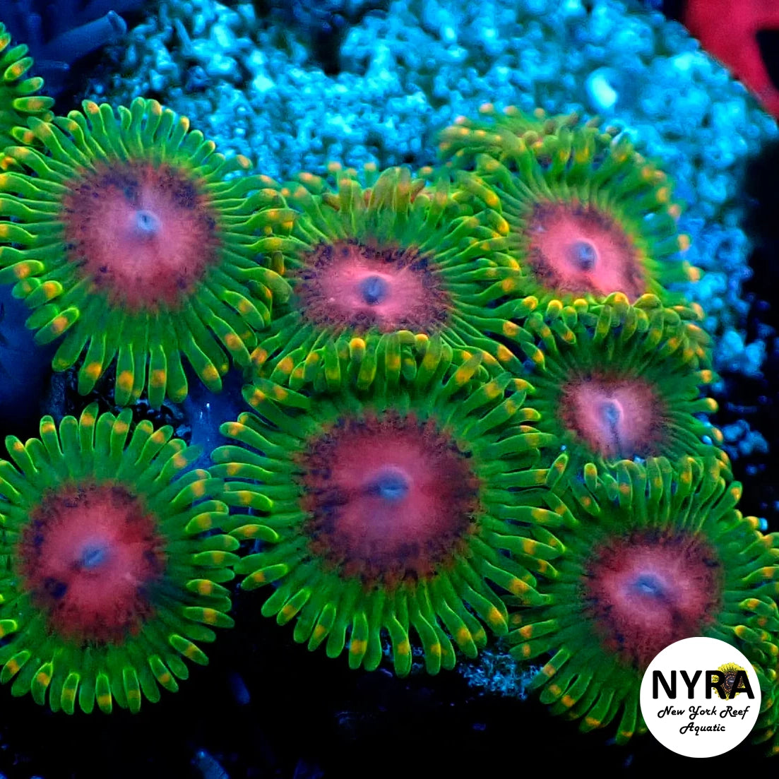 Awesome Blossom Zoanthids