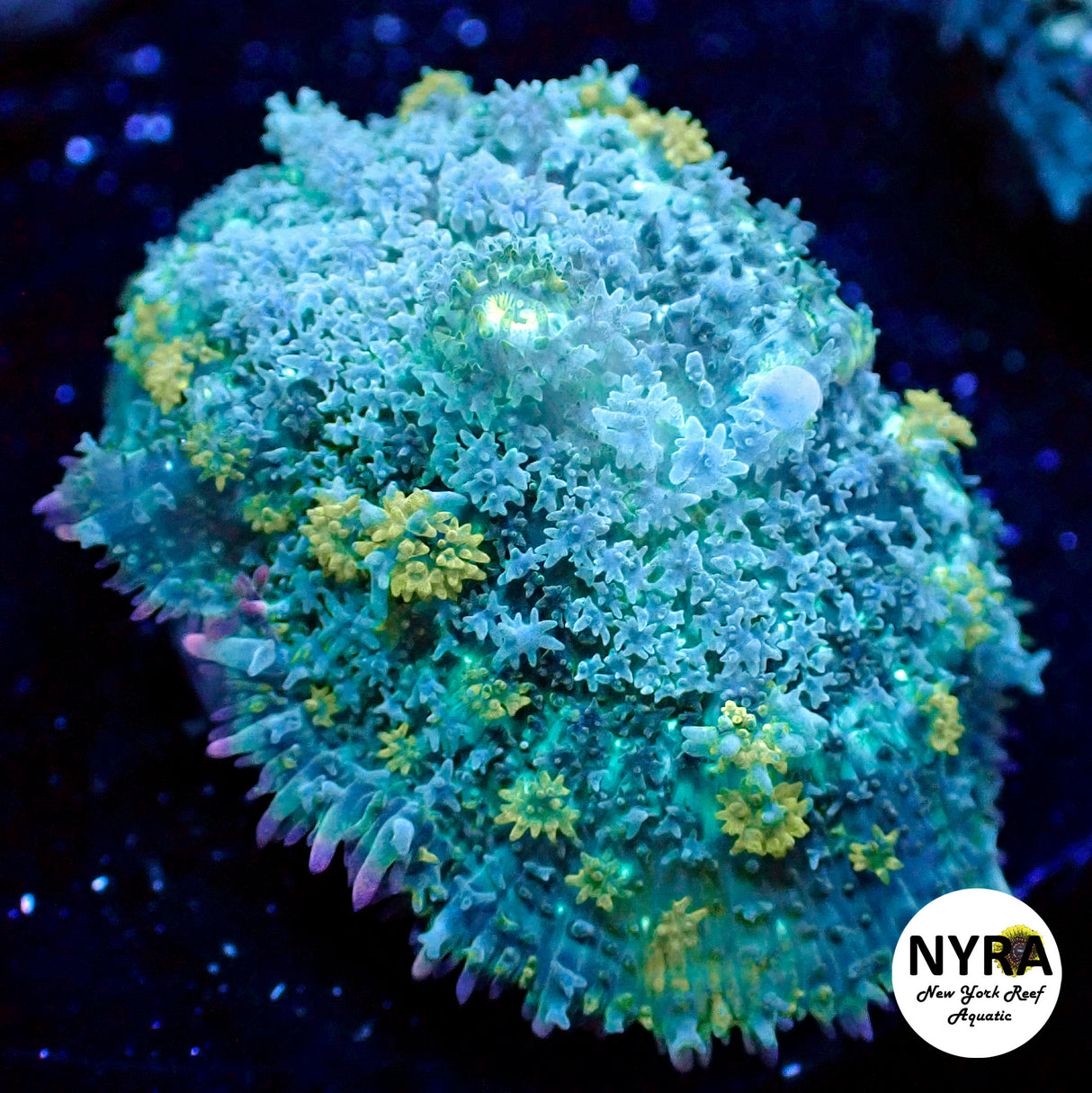 NYRA Demon Smurf Bounce Mushroom