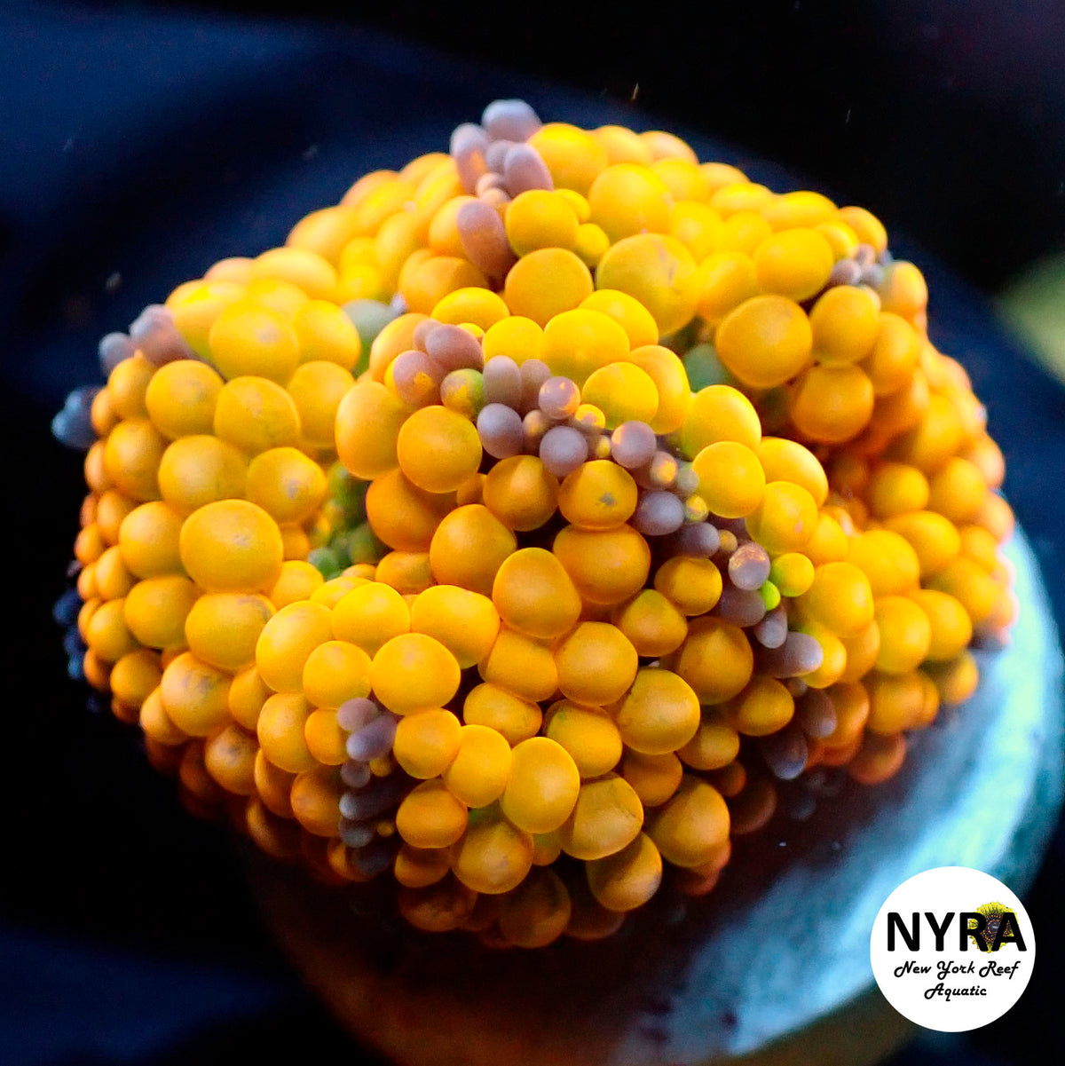 ORANGE RICORDEA YUMA B J11