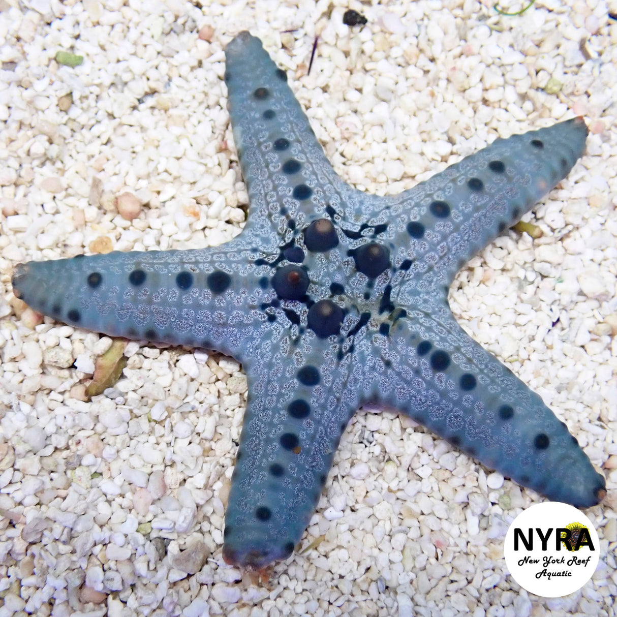 Blue Chocolate Chip Starfish ~3in