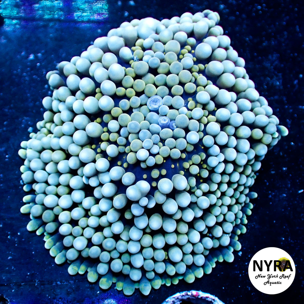 Blue Green Ricordea Yuma Mushroom (XL)