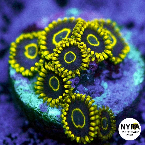 Blue Hornet Zoanthids