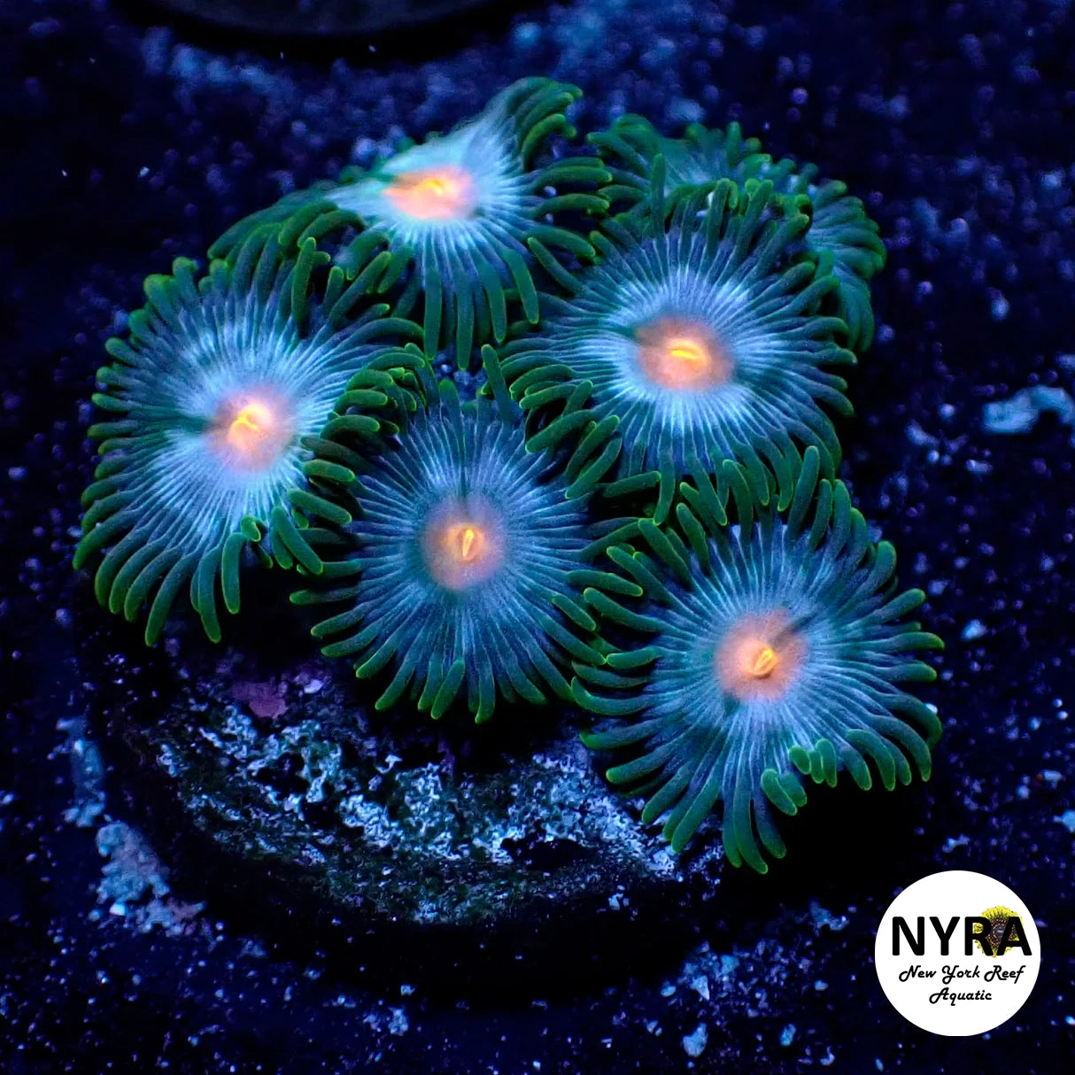 Blue Star Gazer Zoanthid 4-7 Polyp Frag