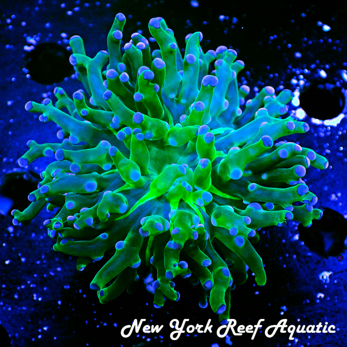 Dark Blue Tip Green Frogspawn FT2J0231