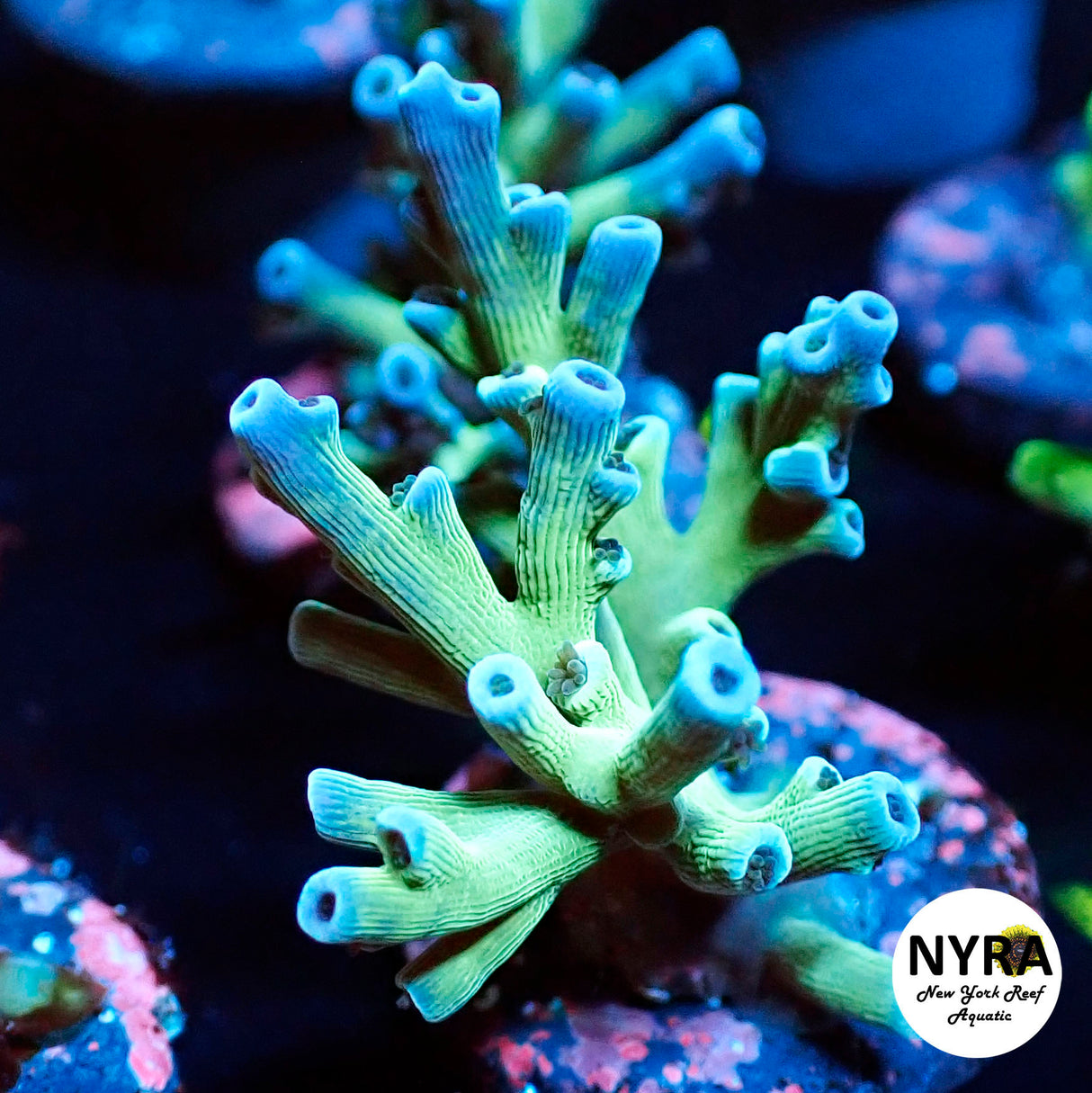 NYRA Bluebird Hawkins Enchinata Acropora (L15)