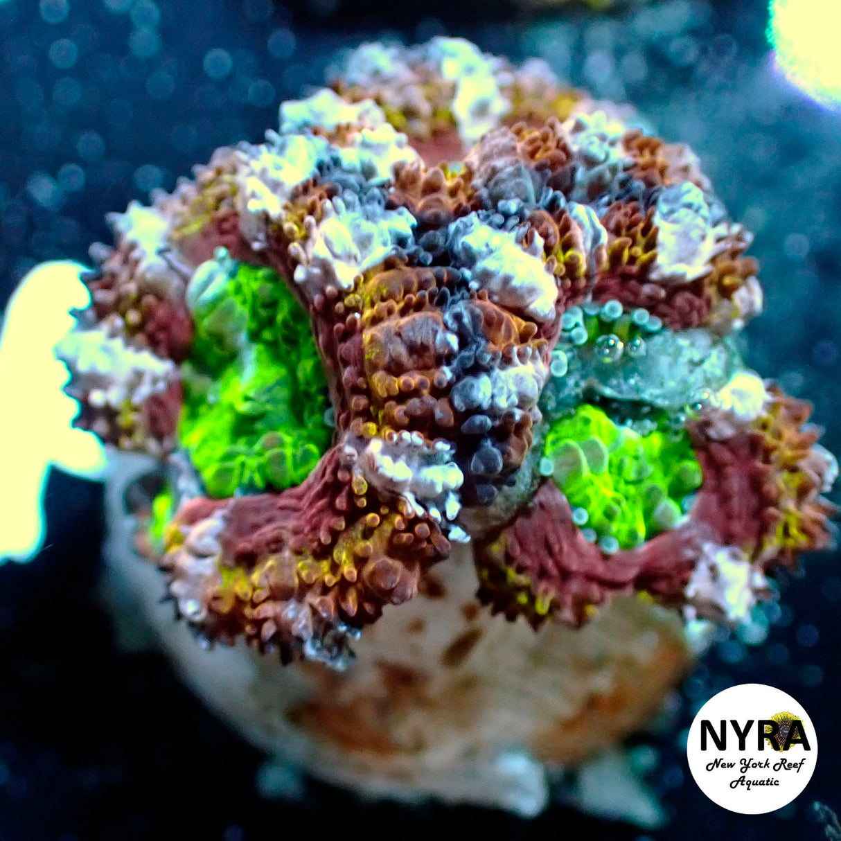 WYSIWYG NYRA Bronze Beauty Acan 3 Heads