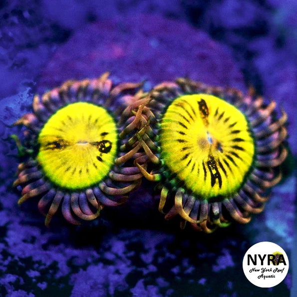 Butt Muncher Zoanthids