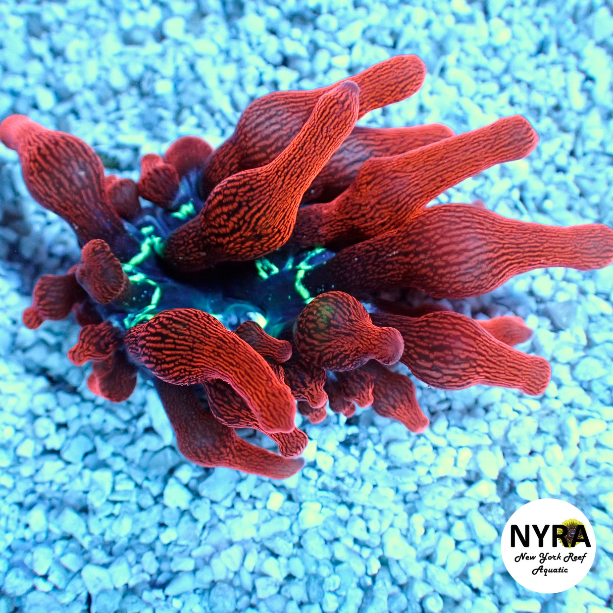 Black Widow Anemone