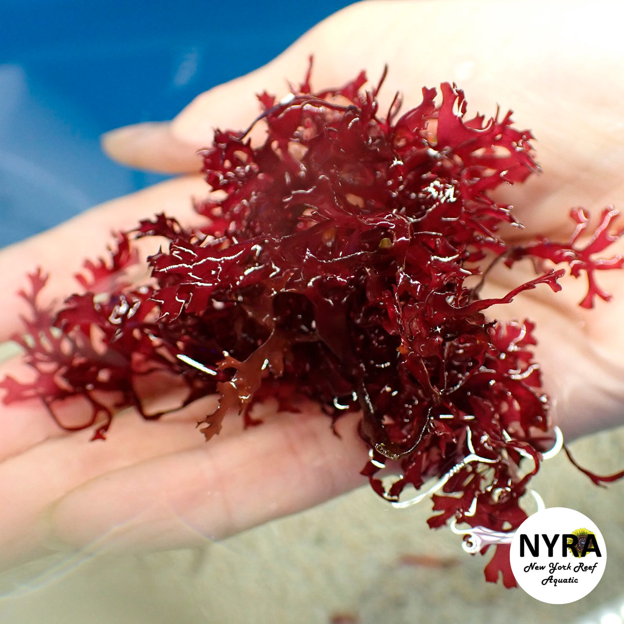 Red Gracilaria Macro