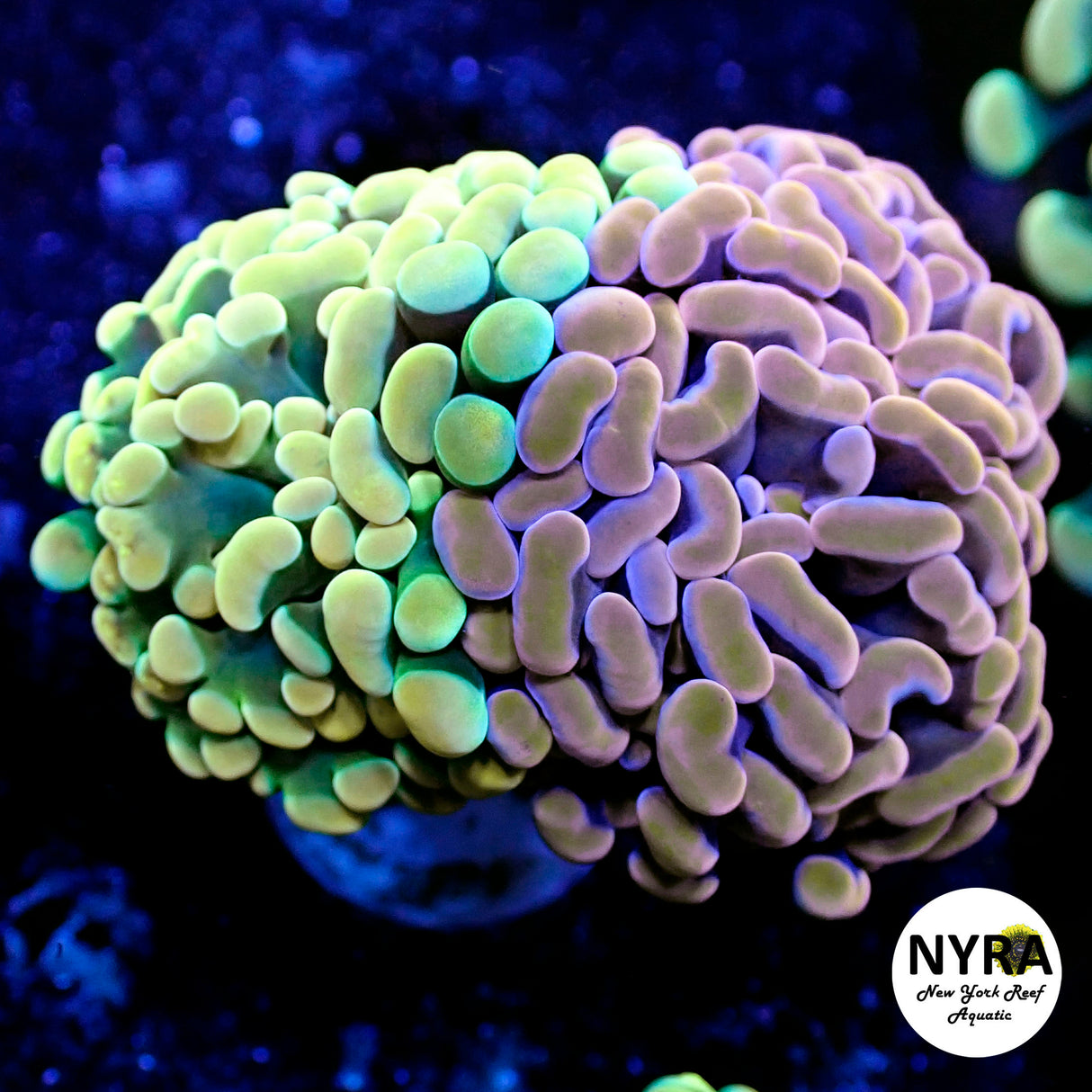 NYRA Combo Hammer HG and Rose Gold