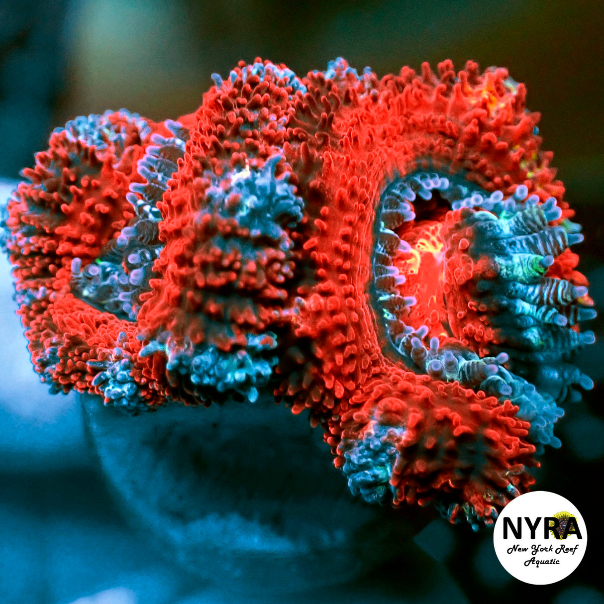 NYRA Airforce1 acan 2 Heads