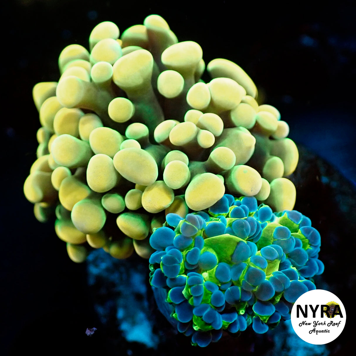 NYRA Combo 2 Head Yellow Hammer Blue Tip Frogspawn FT2J0139