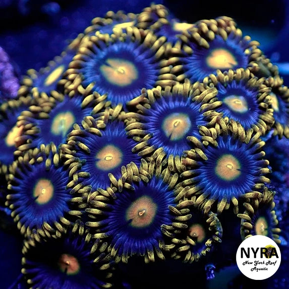 Corona Zoanthid 6-9 Polyp Frag